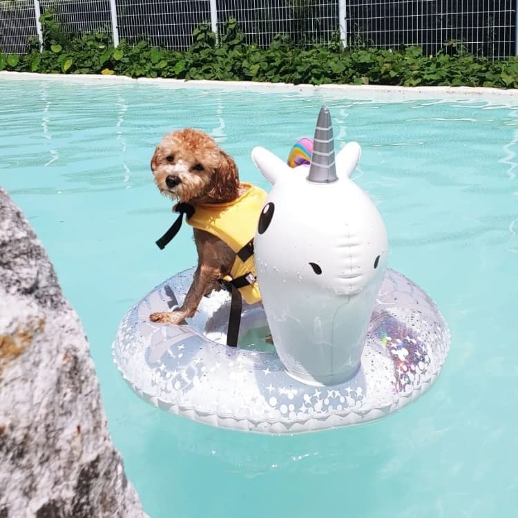 제주 3박 4일 반려견 여행 동행 구해요 🐶