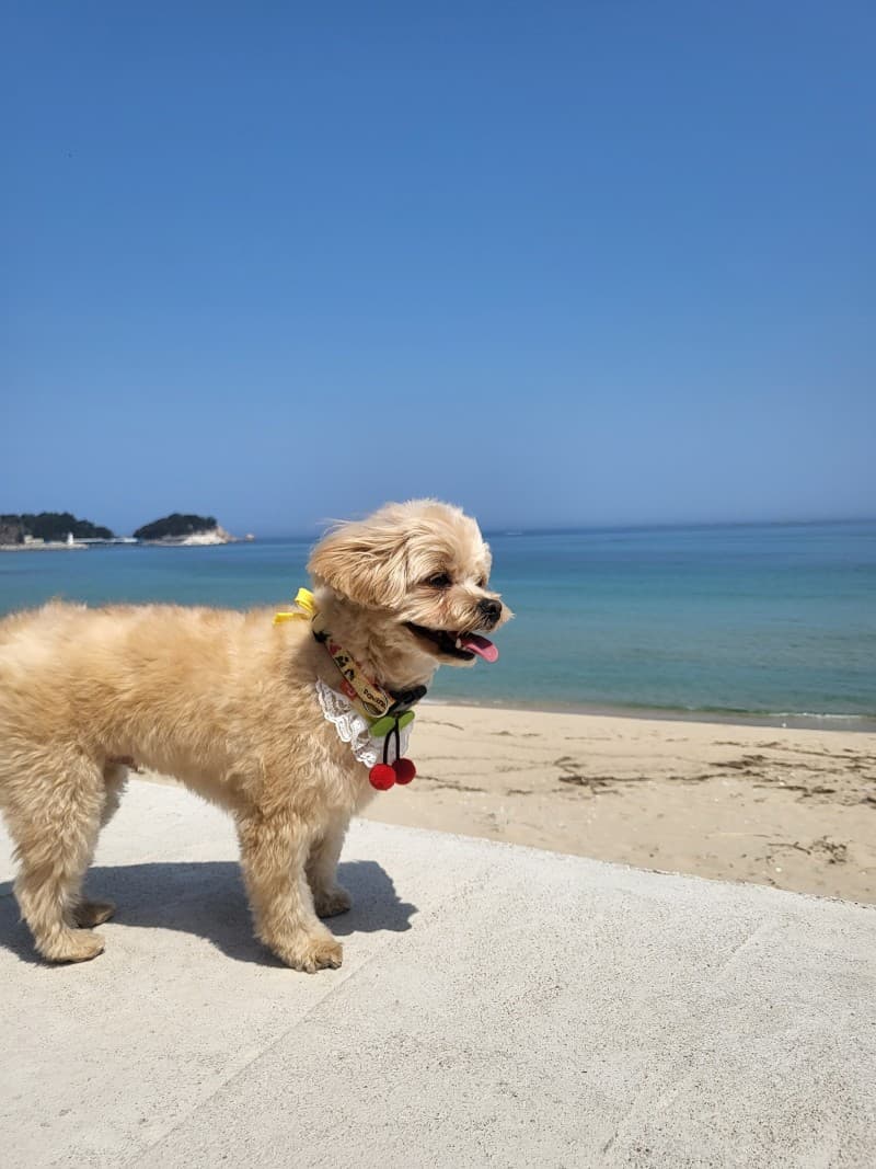 경주 당일치기 반려견 산책 동행