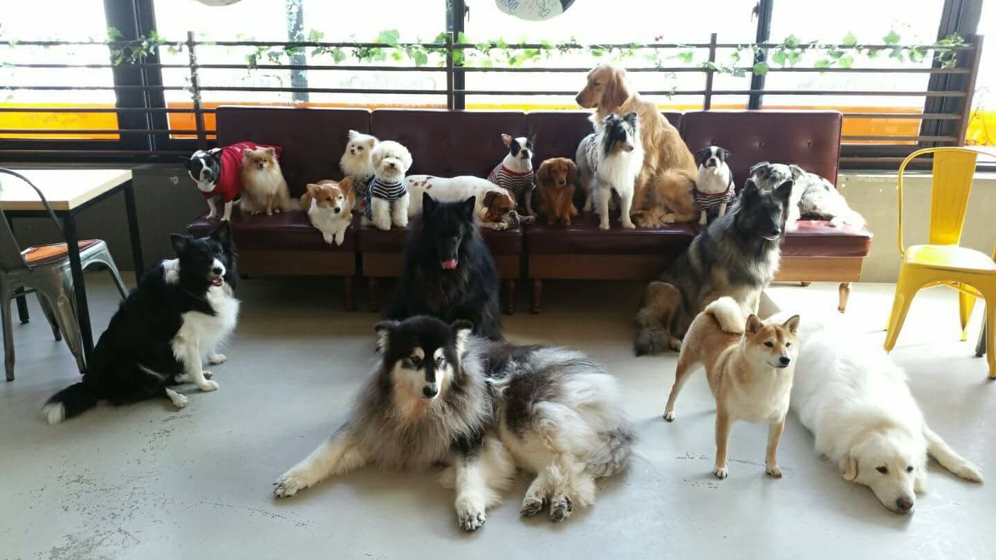 멍멍 카페 강남점