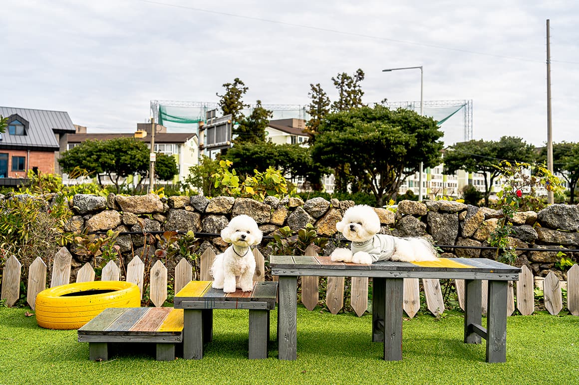 강아지 놀이터 카페