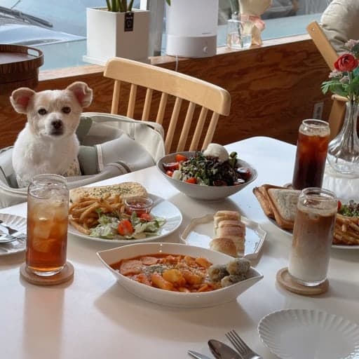 한강 뷰 강아지 카페