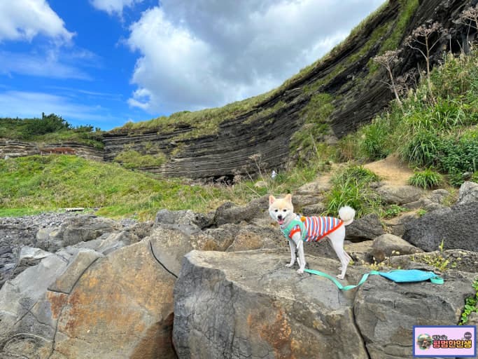 서울숲 반려견 놀이터