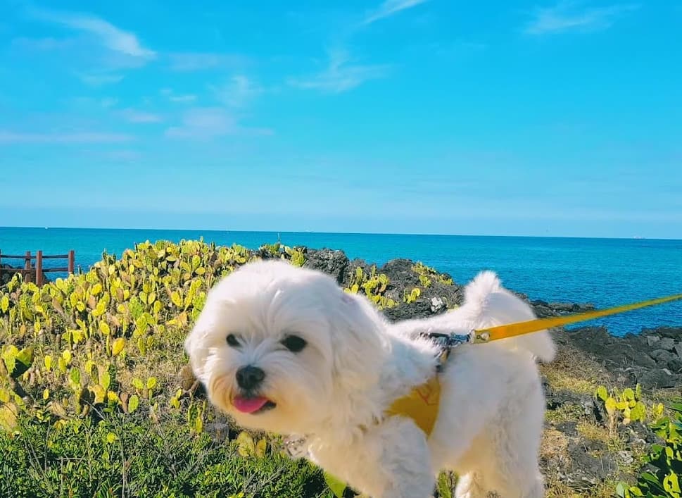 해운대 애견 동반 리조트