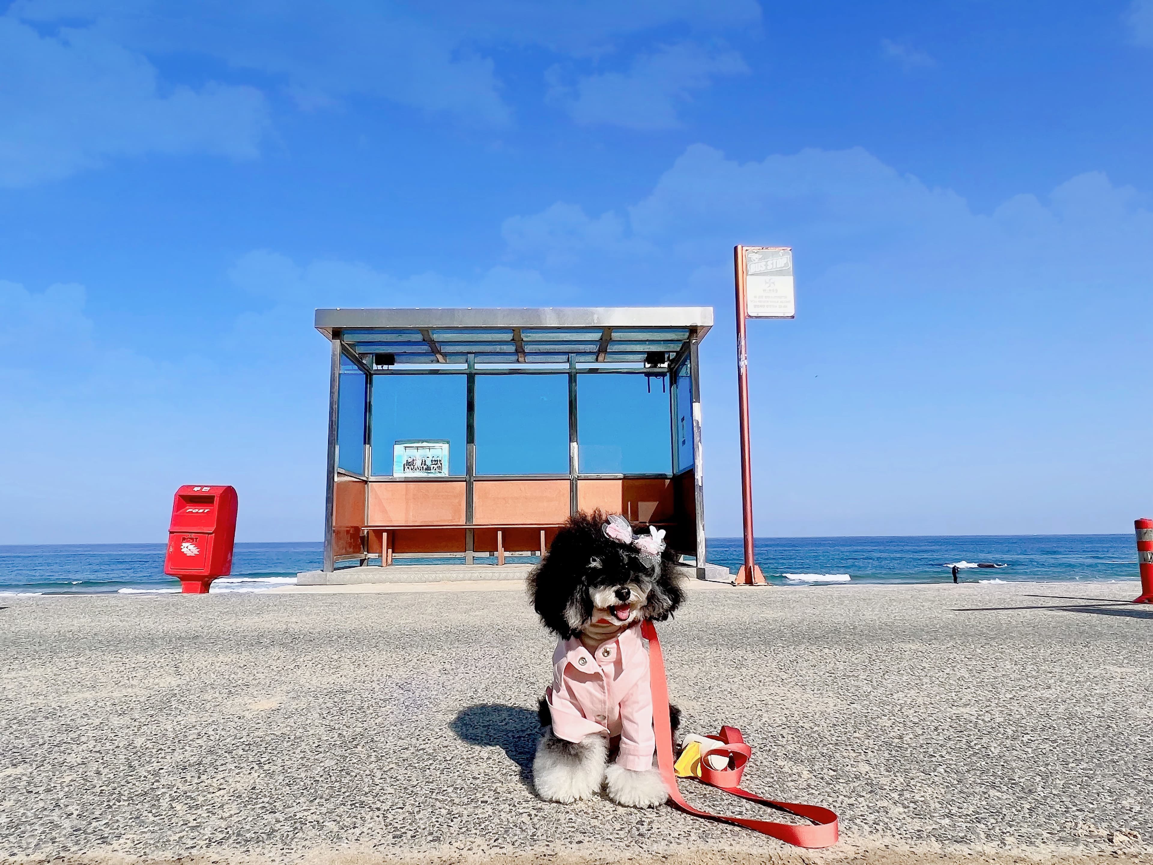 경포대 반려견 해수욕장