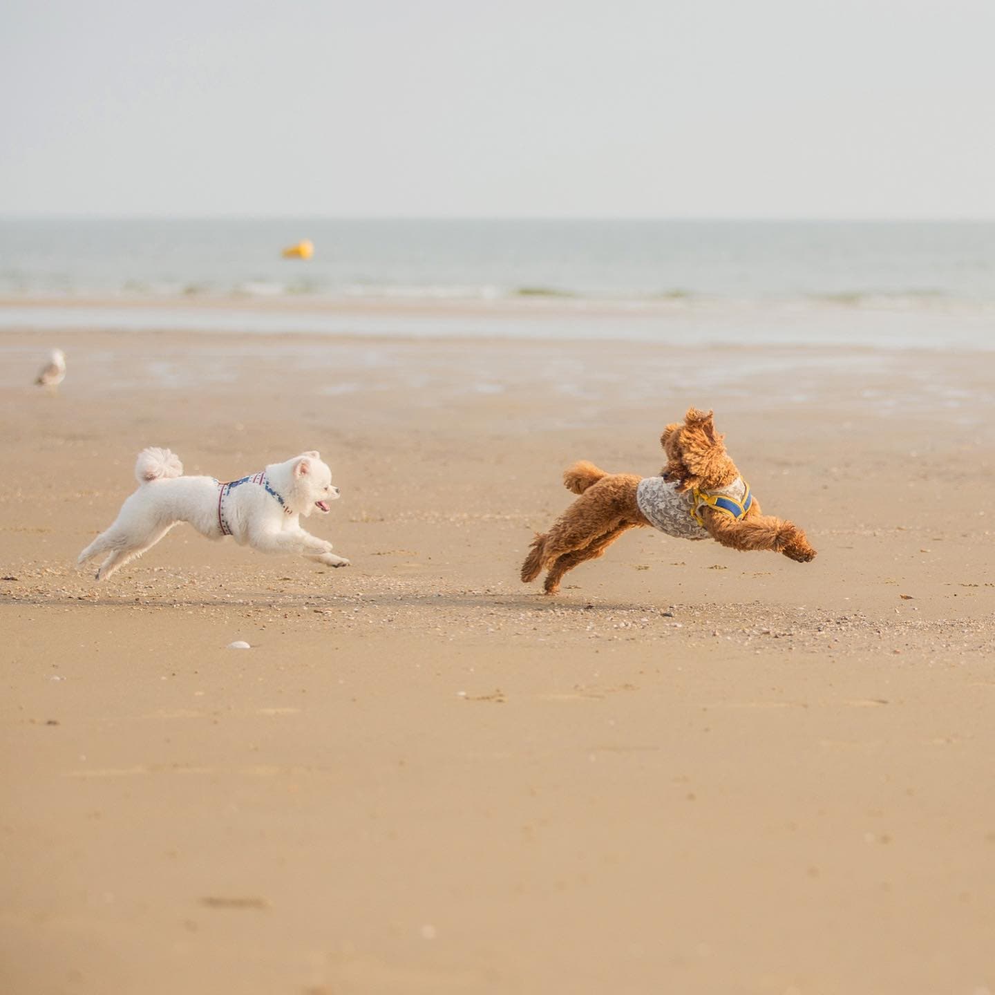 가평 글램핑 애견 동반