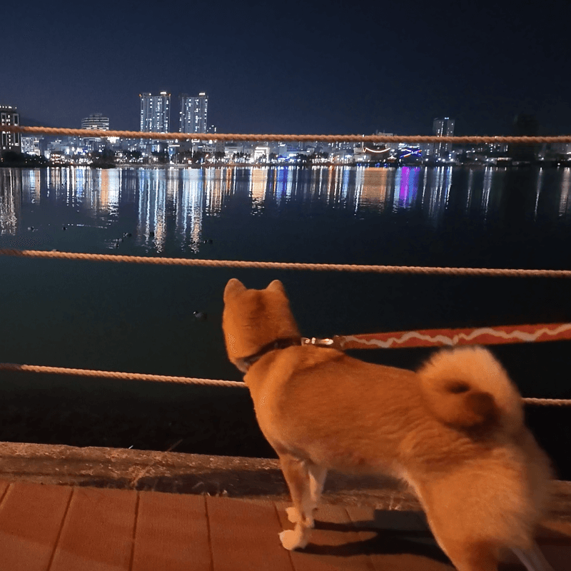 여수 돌산도 반려견 코스