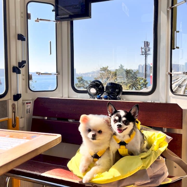 서울 한강 반려견 피크닉